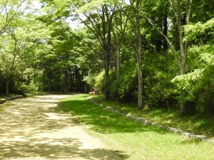 20150621六甲山森林植物園 (19)